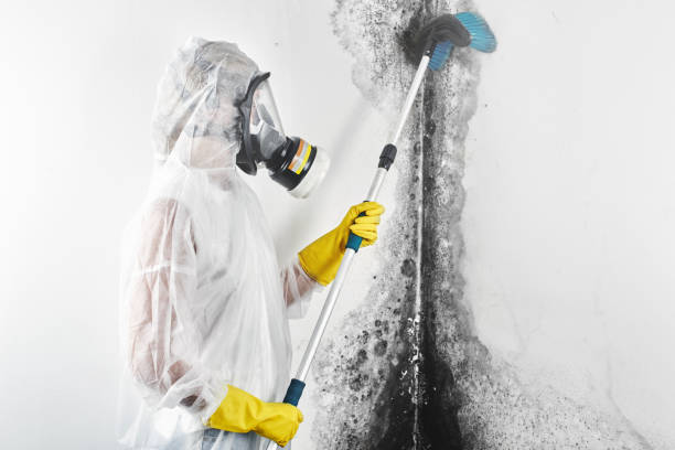 Mold Documentation for Insurance Claims in Greensburg, KY