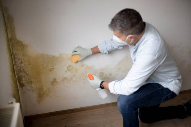 Best Real Estate Mold Inspection  in Greensburg, KY