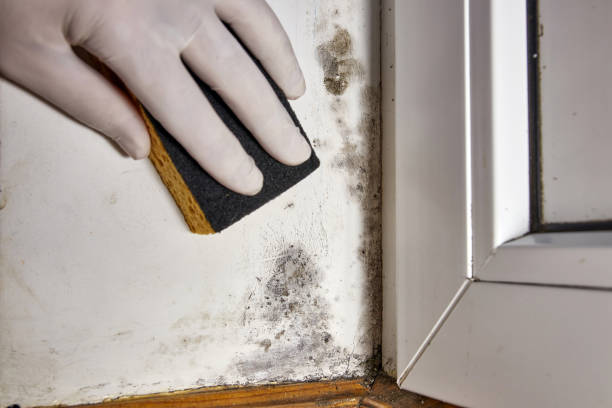 Trusted Greensburg, KY Mold Removal Experts
